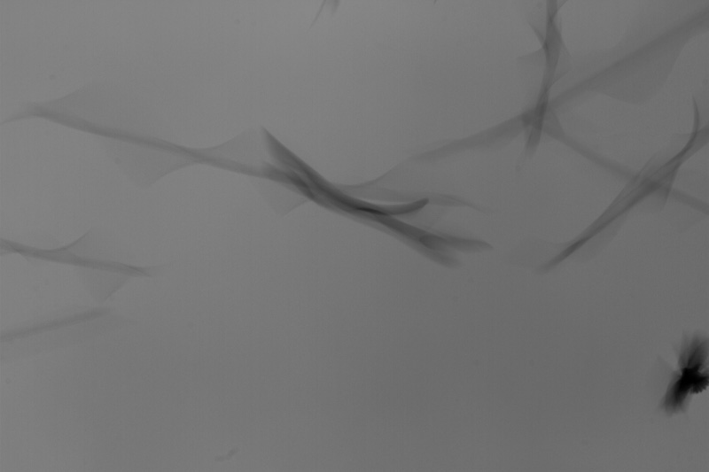 Vauxs Swifts In Flight