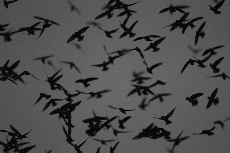 Vauxs Swifts In Flight