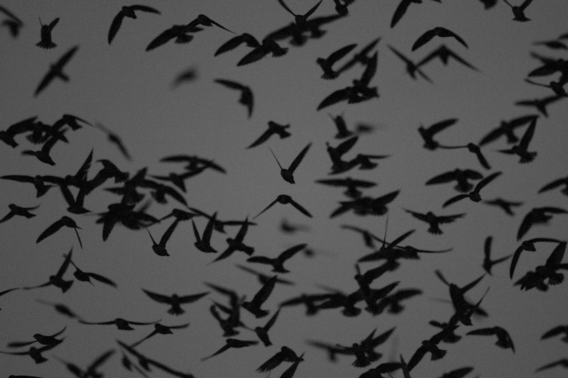 Vauxs Swifts In Flight
