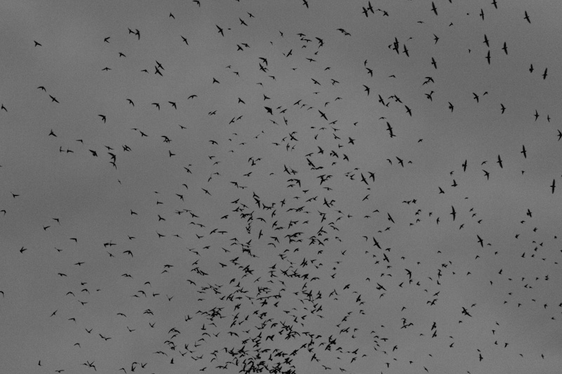 Vauxs Swifts In Flight