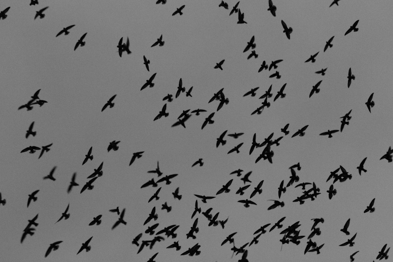 Vauxs Swifts In Flight
