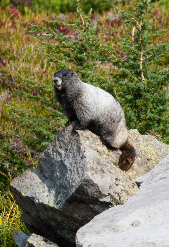 Hoary Marmot