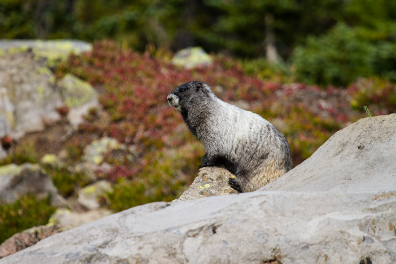 Hoary Marmot