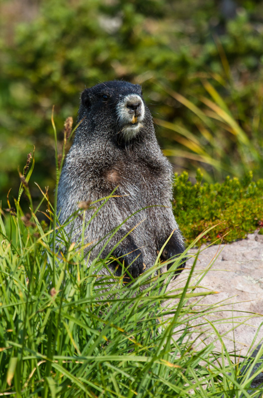 Hoary Marmot