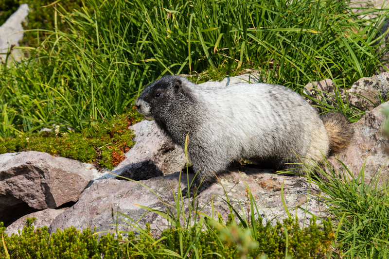 Hoary Marmot