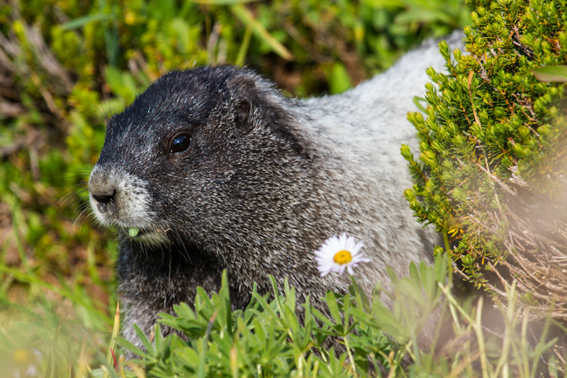 Hoary Marmot