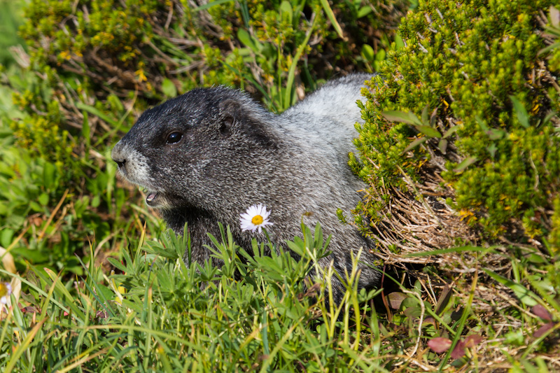 Hoary Marmot