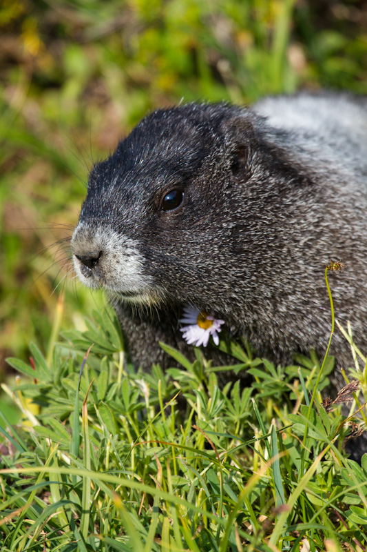 Hoary Marmot