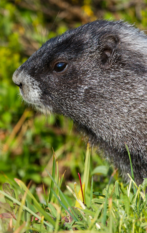 Hoary Marmot