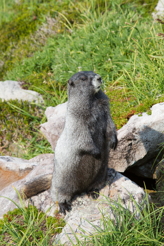 Hoary Marmot