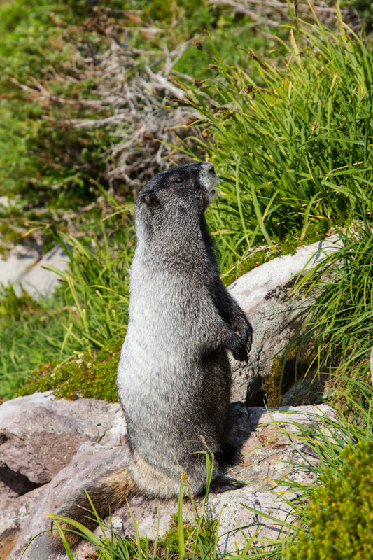 Hoary Marmot