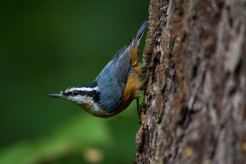 Red-Breasted Nuthatch