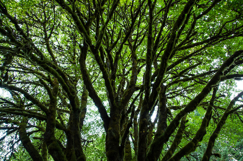 Tree Canopy