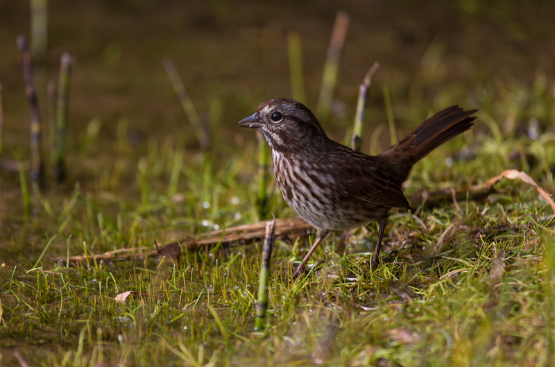 Song Sparrow