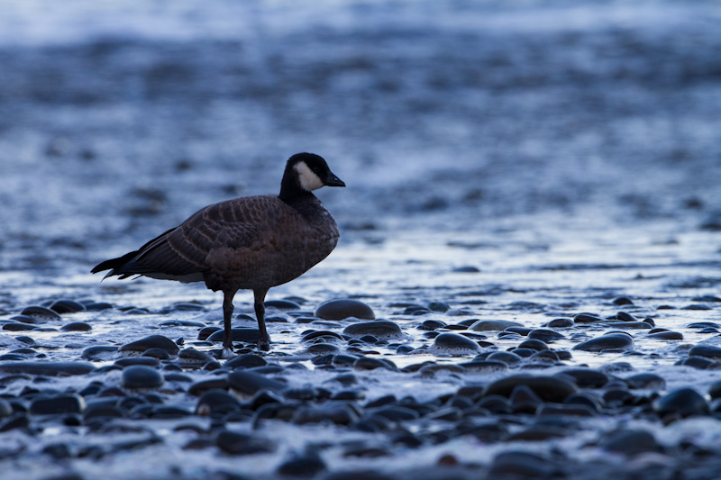 Cackling Goose