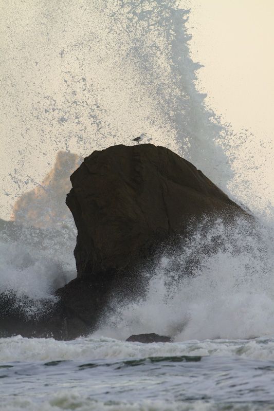 Gull On Wave-Washed Rock