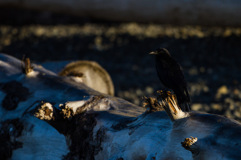 Northwestern Crow