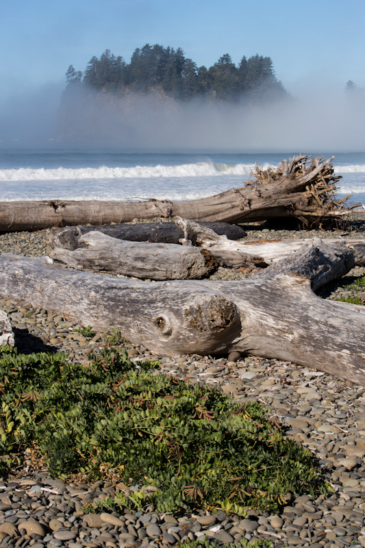 Driftwood On Beach