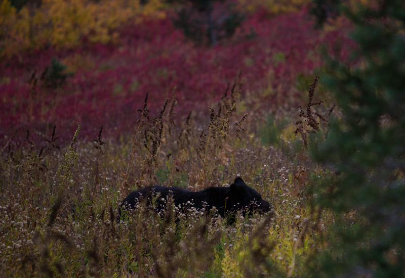 Black Bear