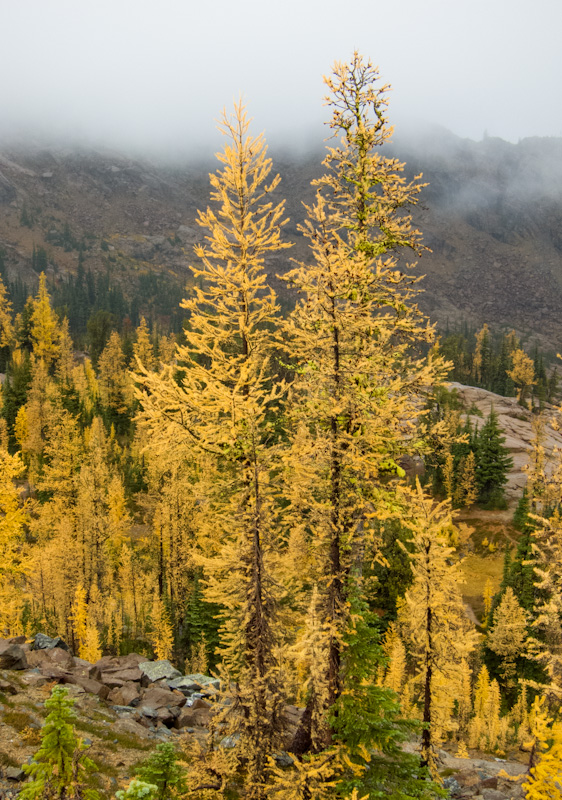 Autumn Larches