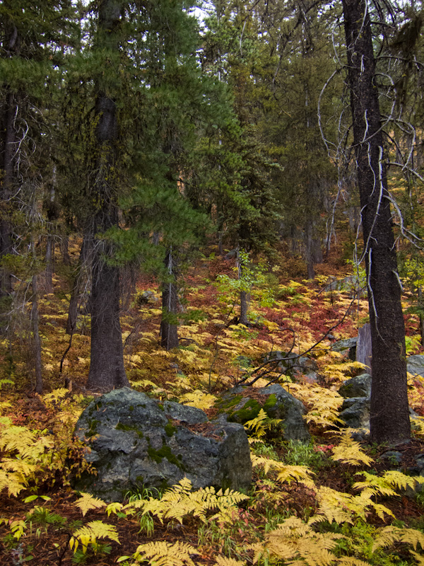 Fall Colors In The Understory