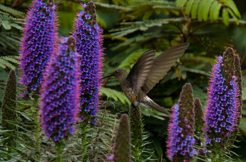 Giant Hummingbird