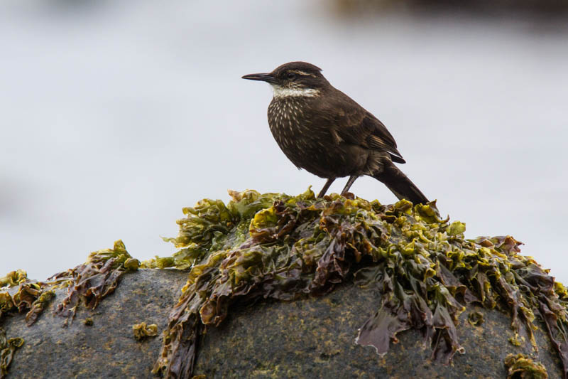 Chilean Seaside Cinclodes