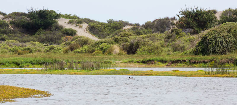 Dunes Above Wetland