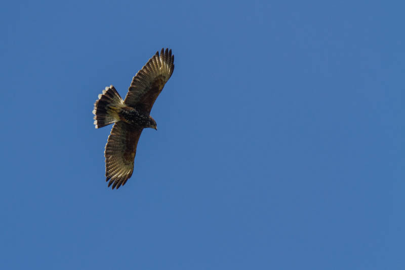 Harris Hawk