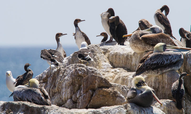 Guanay Cormorants