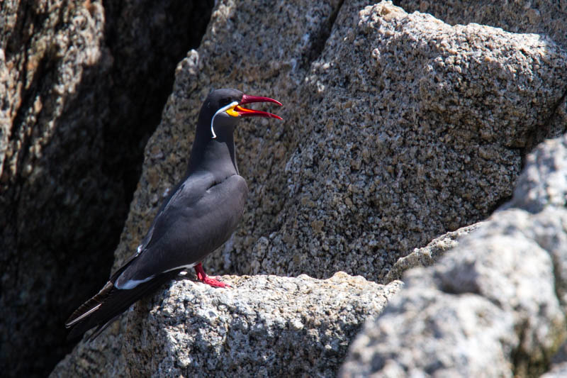 Inca Tern