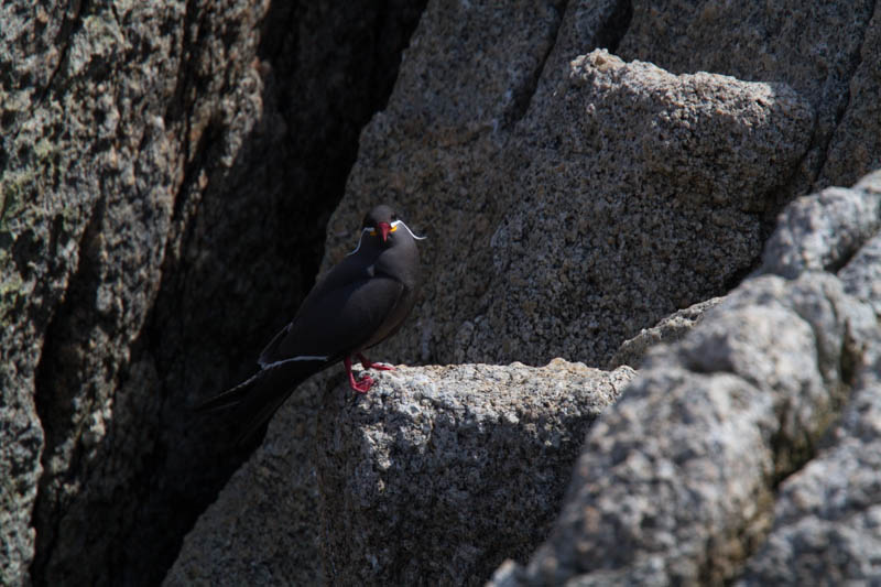 Inca Tern