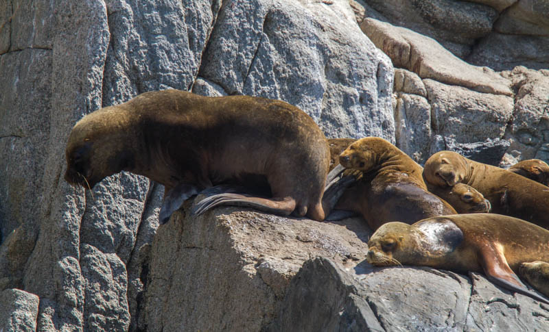 South American Sealions