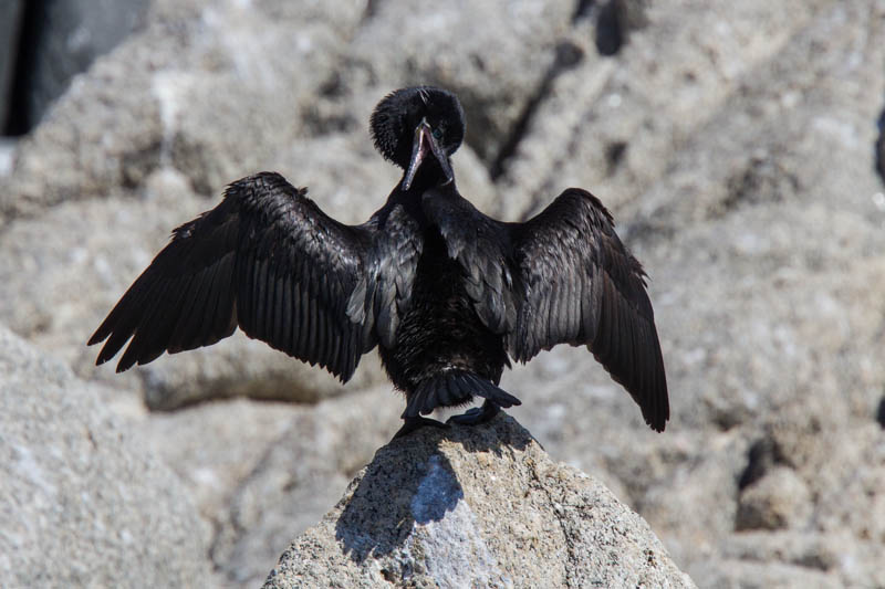 Neotropic Cormorant