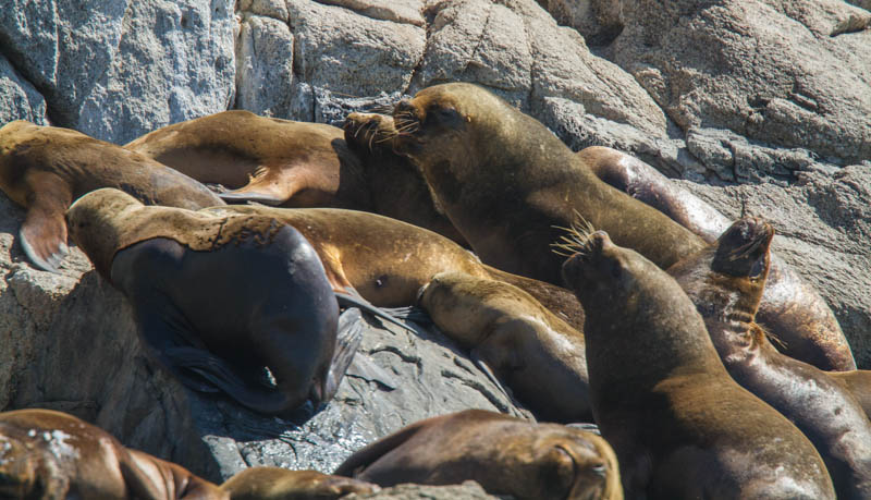 South American Sealions