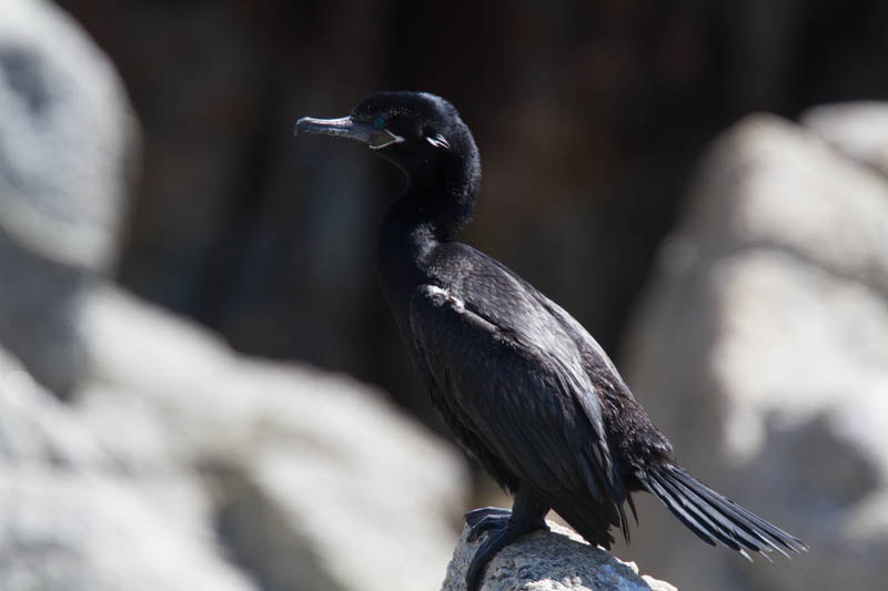 Neotropic Cormorant