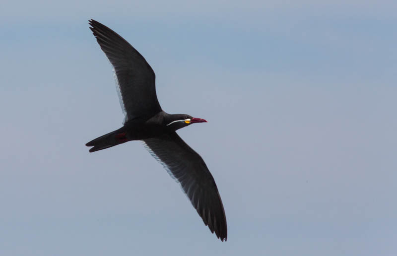 Inca Tern In Flight