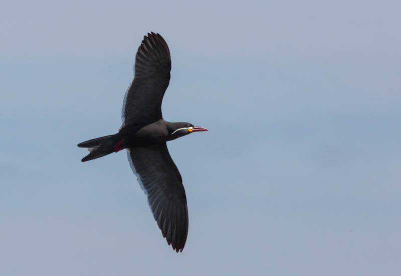 Inca Tern In Flight