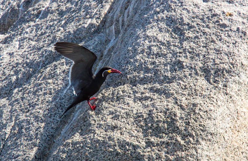 Inca Tern