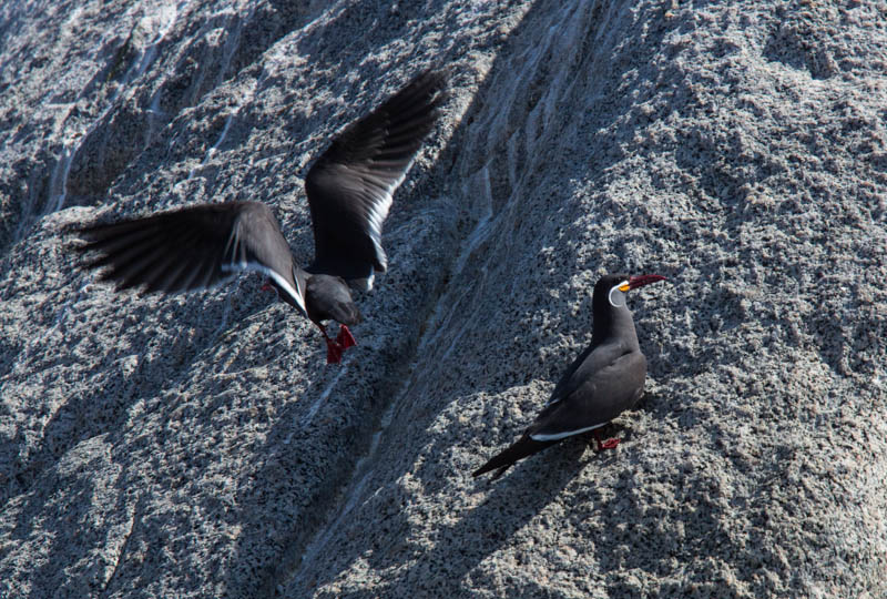 Inca Terns