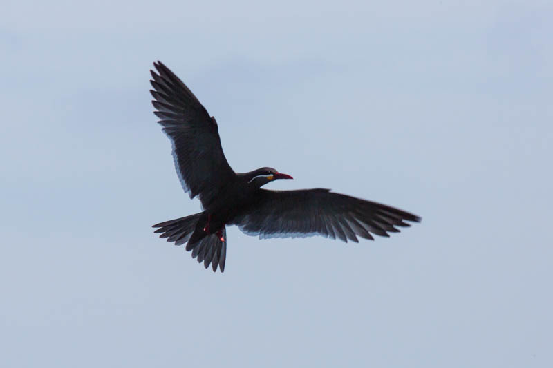 Inca Tern In Flight