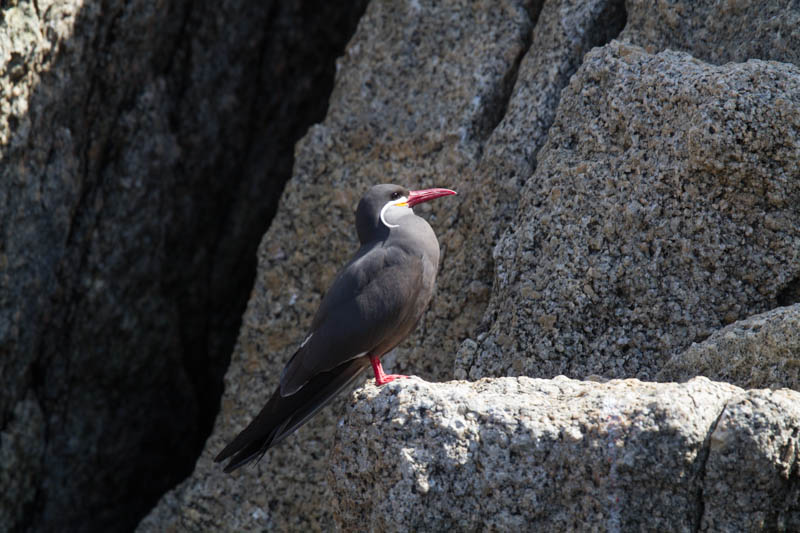 Inca Tern