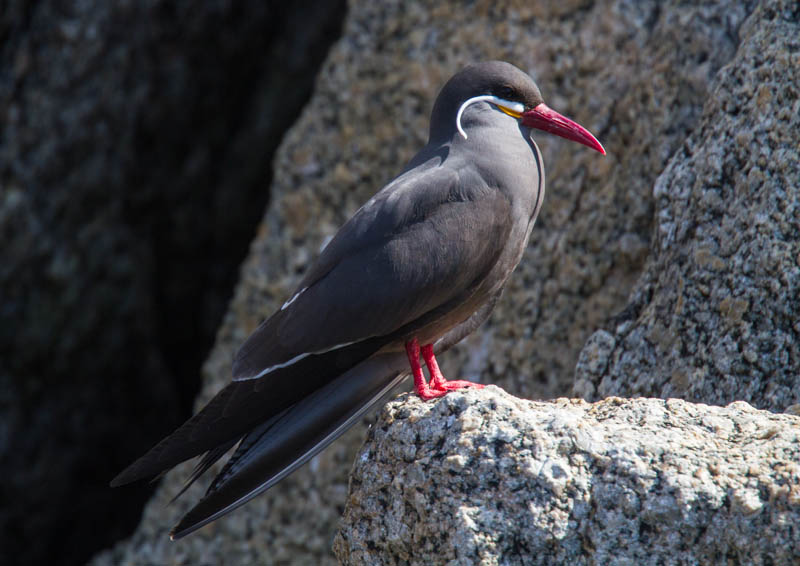 Inca Tern