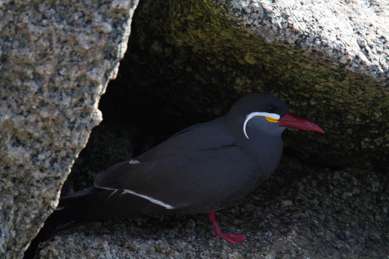 Inca Tern