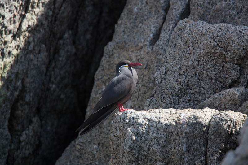 Inca Tern
