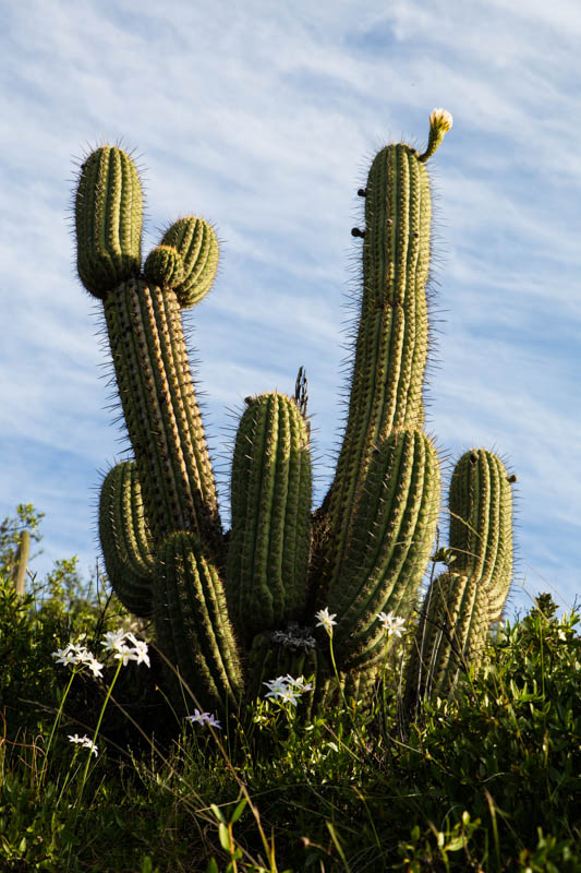 Cactus And Flowers