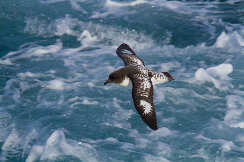 Cape Petrel In Flight