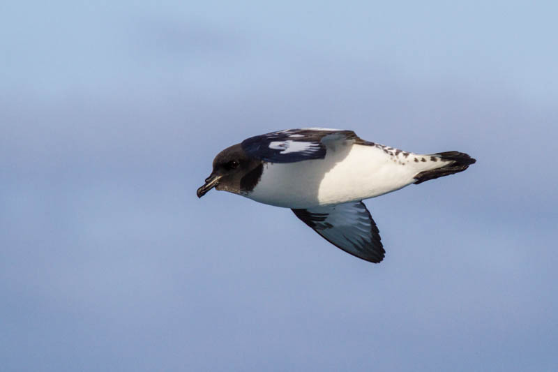 Cape Petrel In Flight