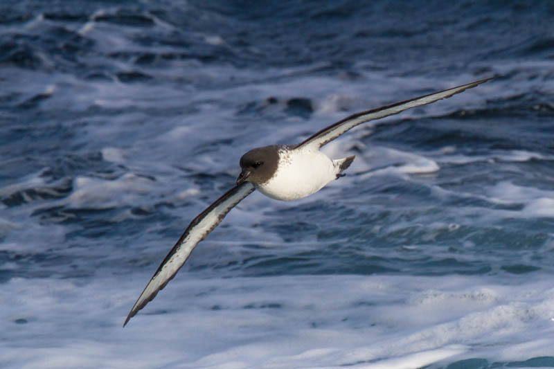 Cape Petrel In Flight