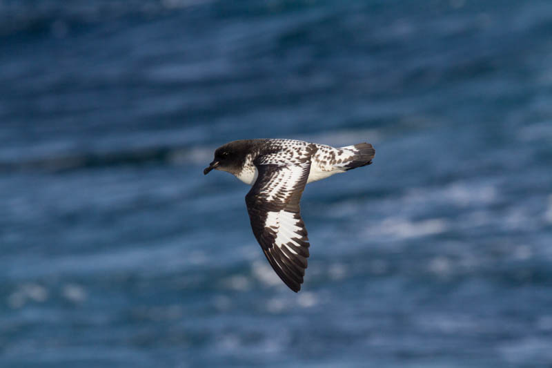 Cape Petrel In Flight